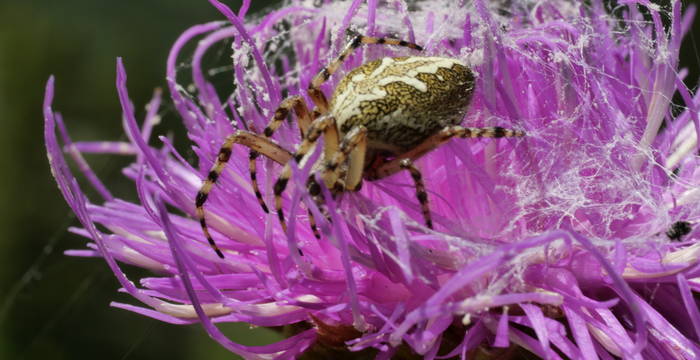 Spinne auf Centaurea